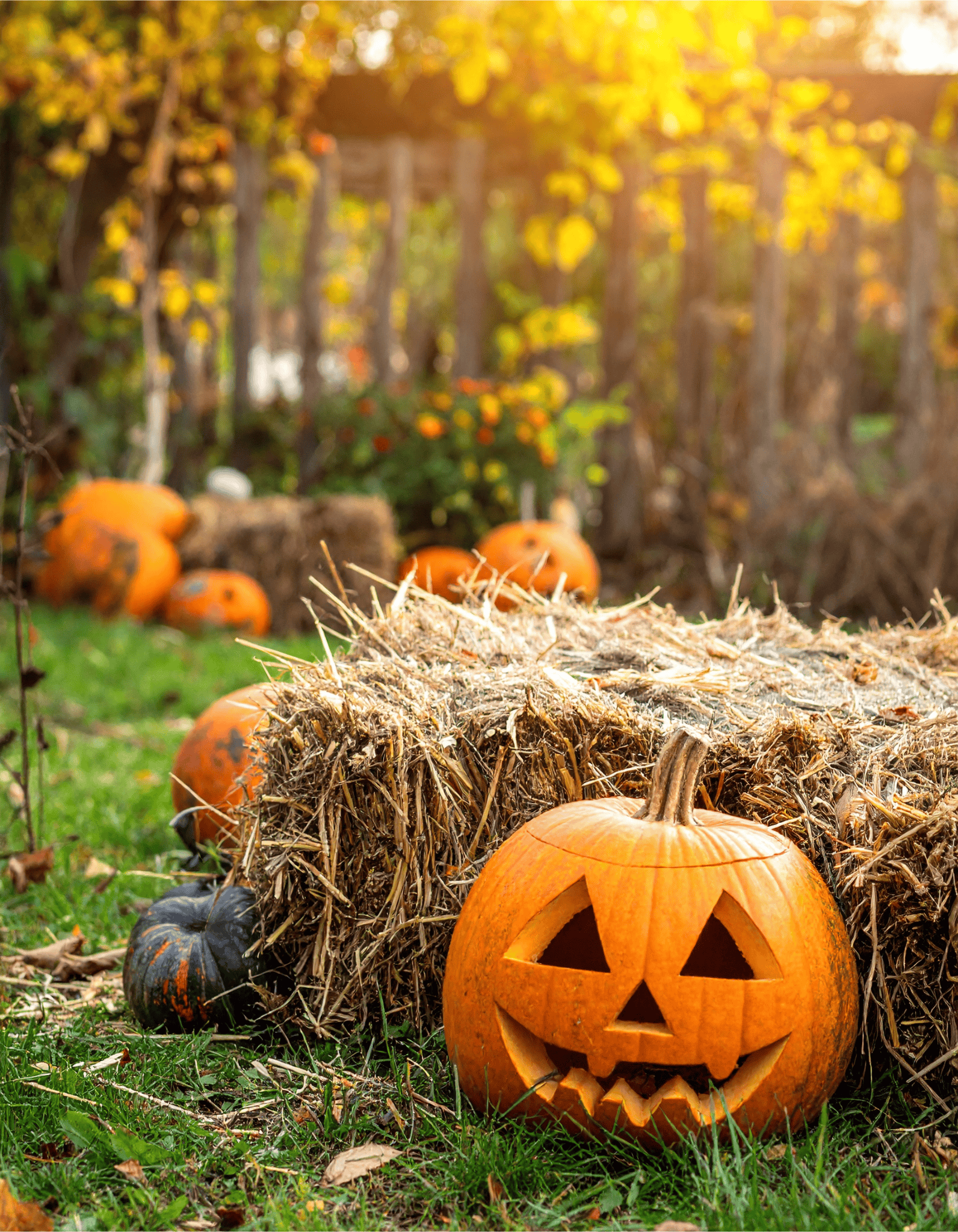 Pumpkins