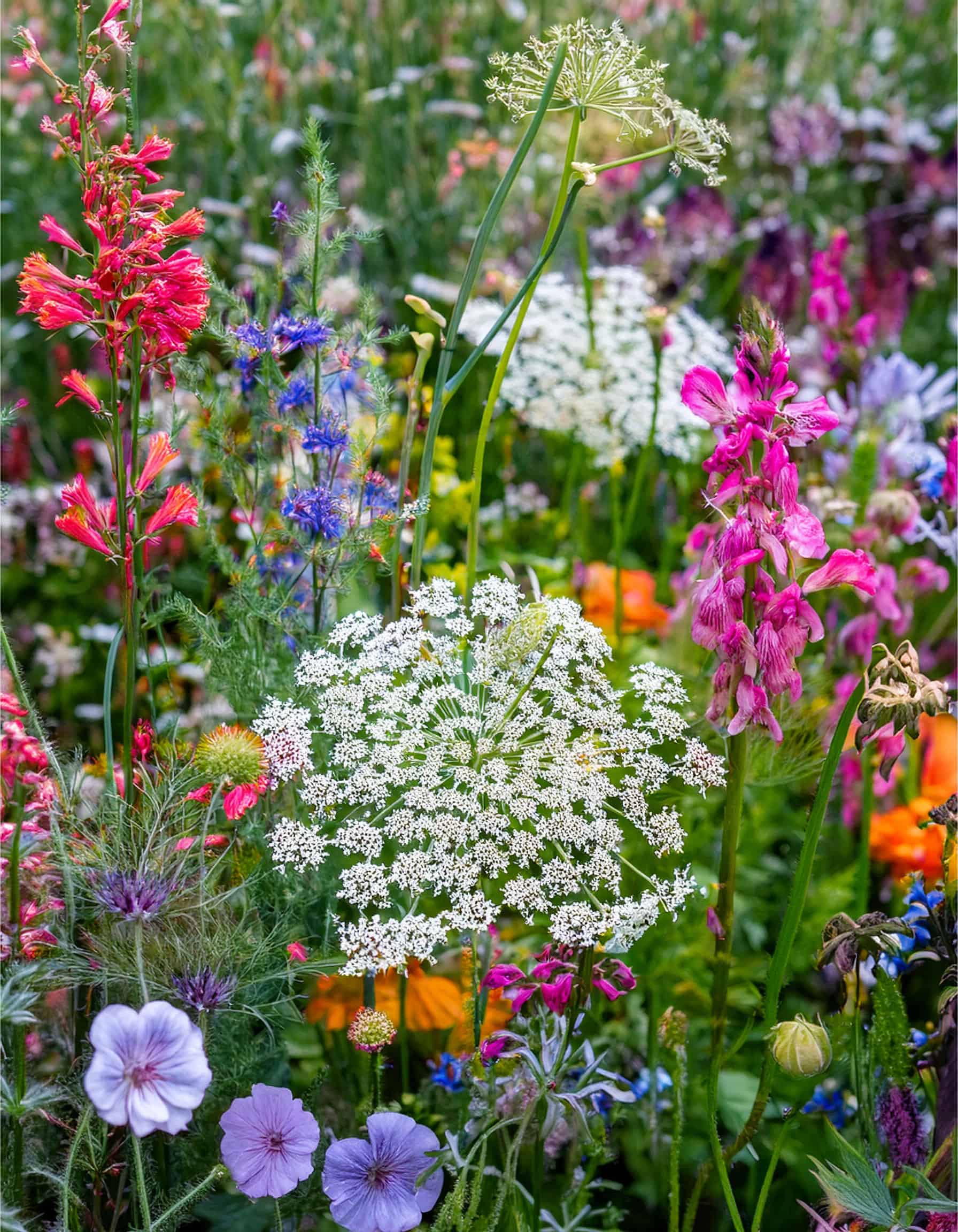 Queen Anne and cardinal flowers