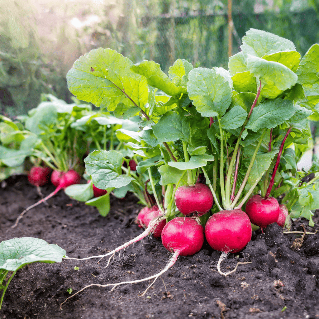Radish