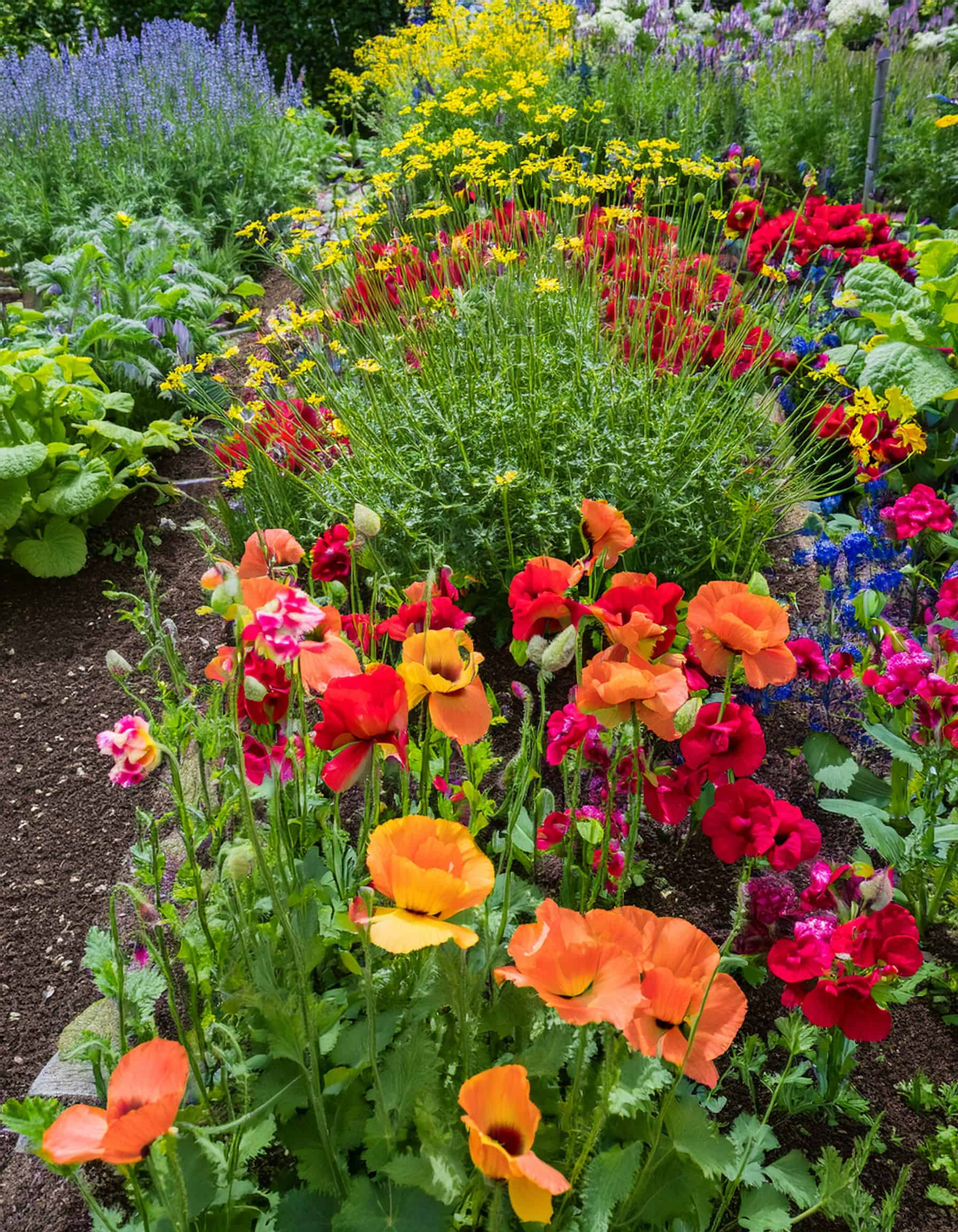 Scattered wildflowers in a raised bed garden