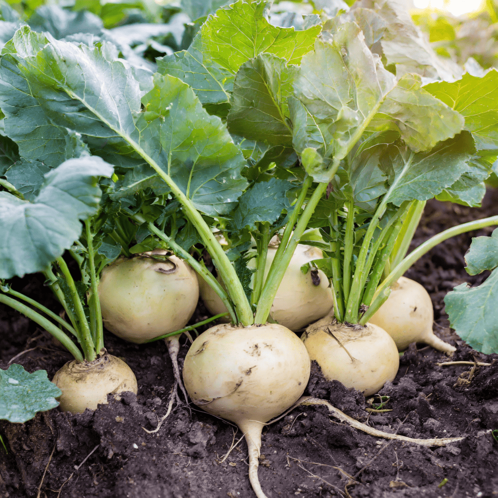 Turnips