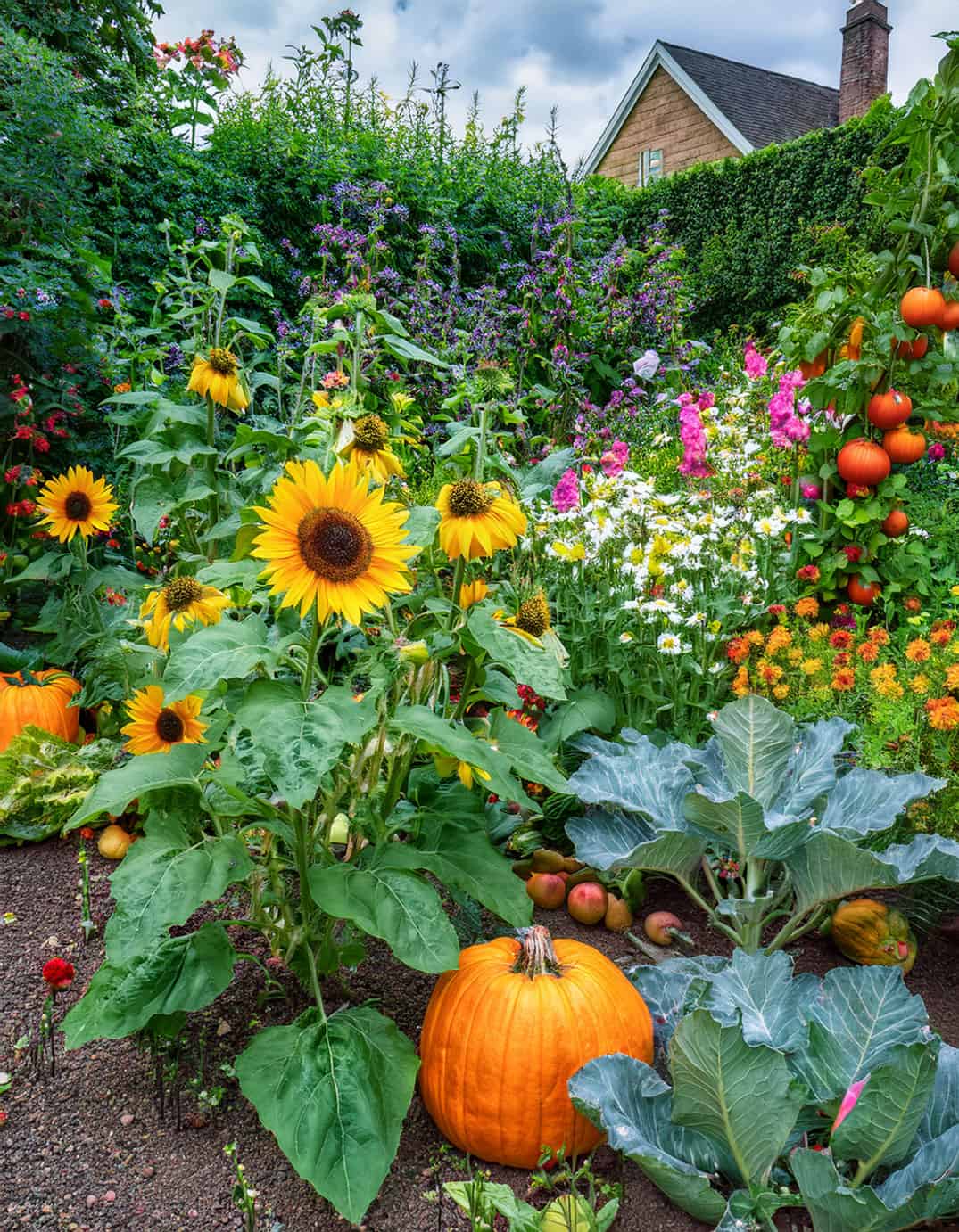 Vegetable chaso garden