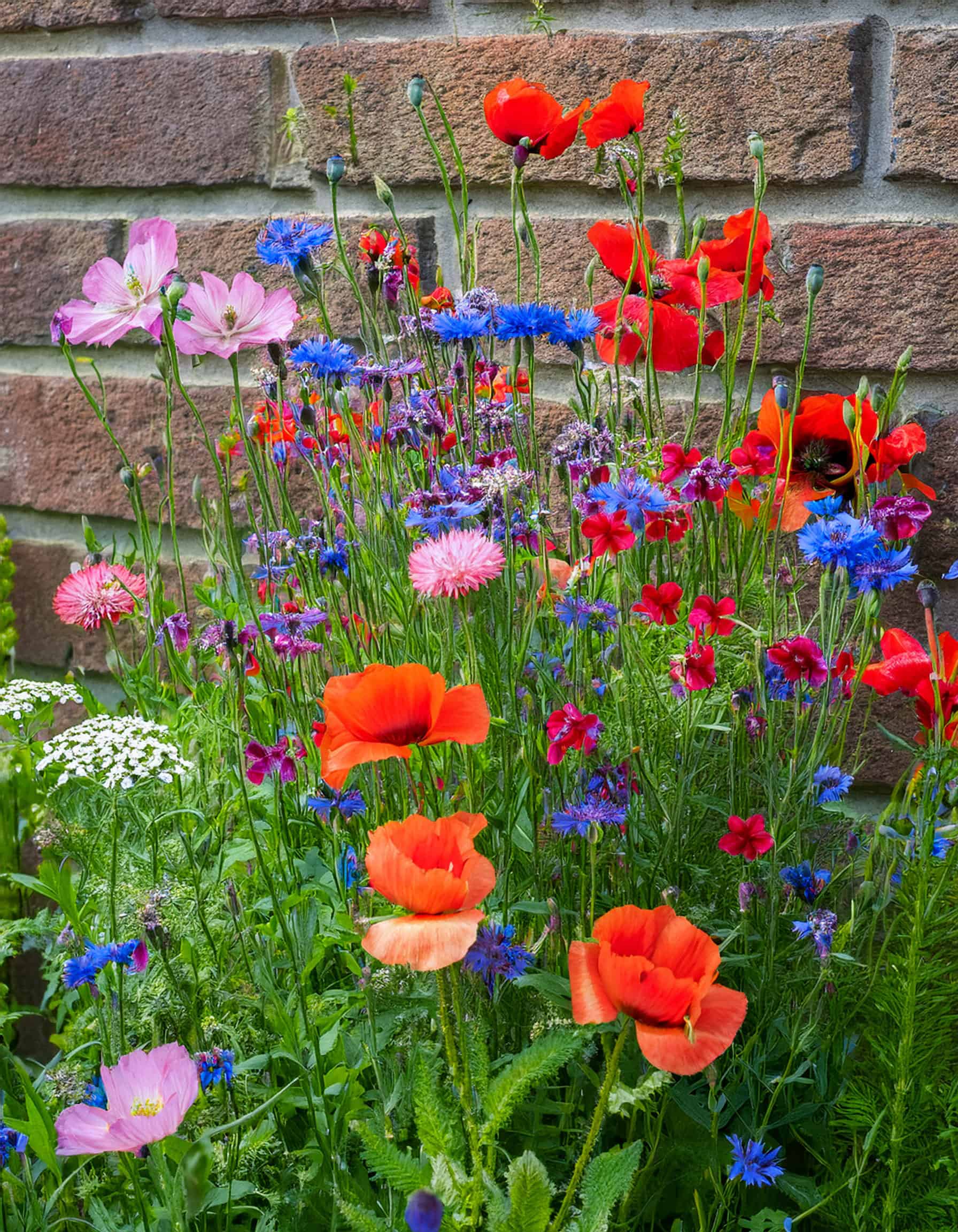 Wall of wildflowers in a chaos garden