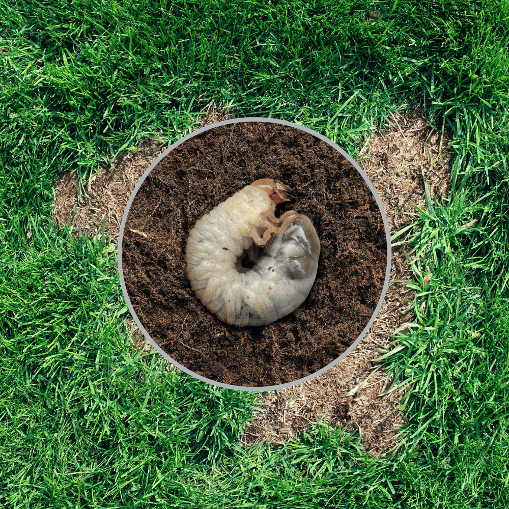 grubs