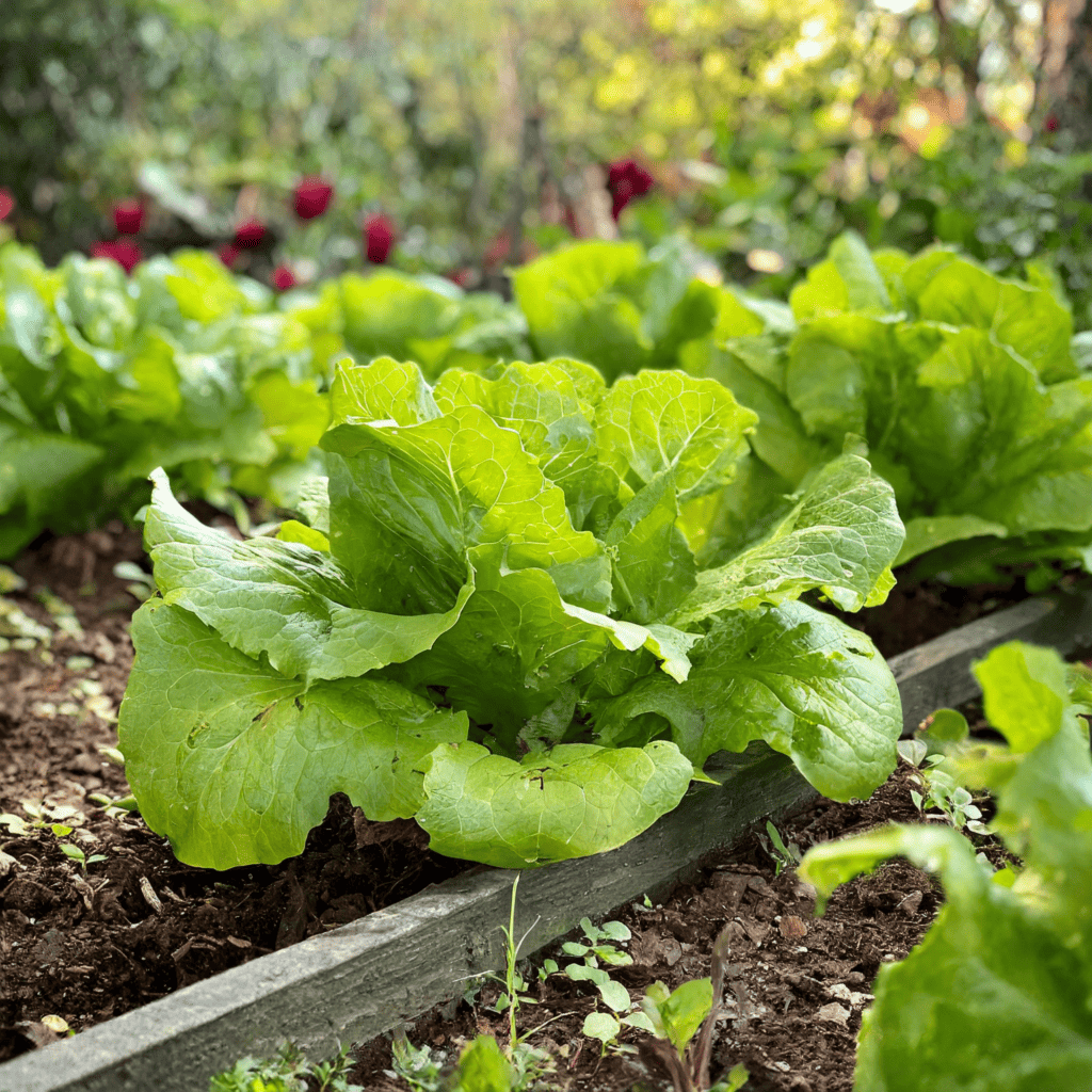 lettuce