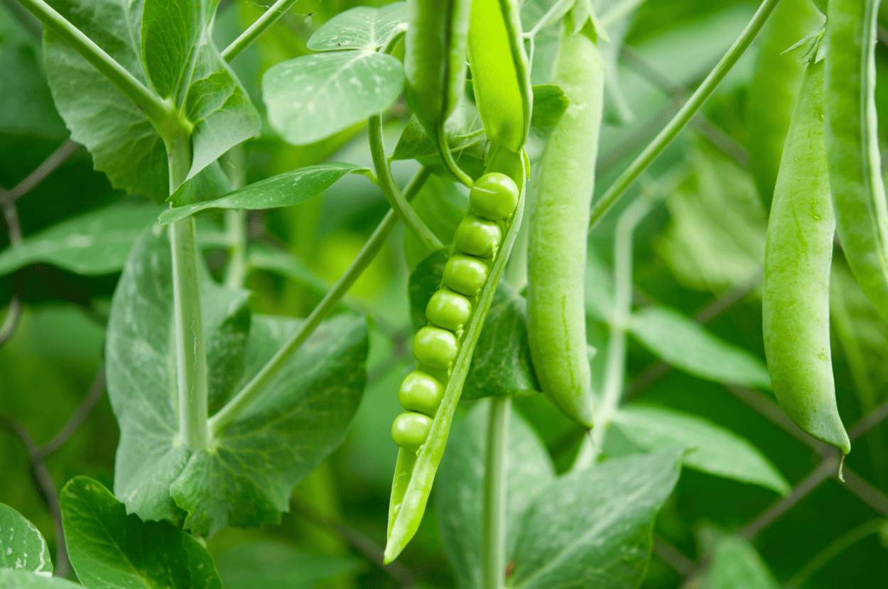 peas