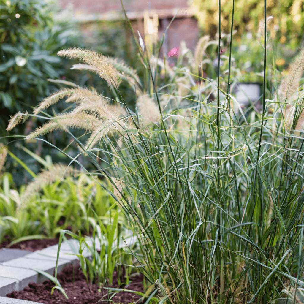 tall grass