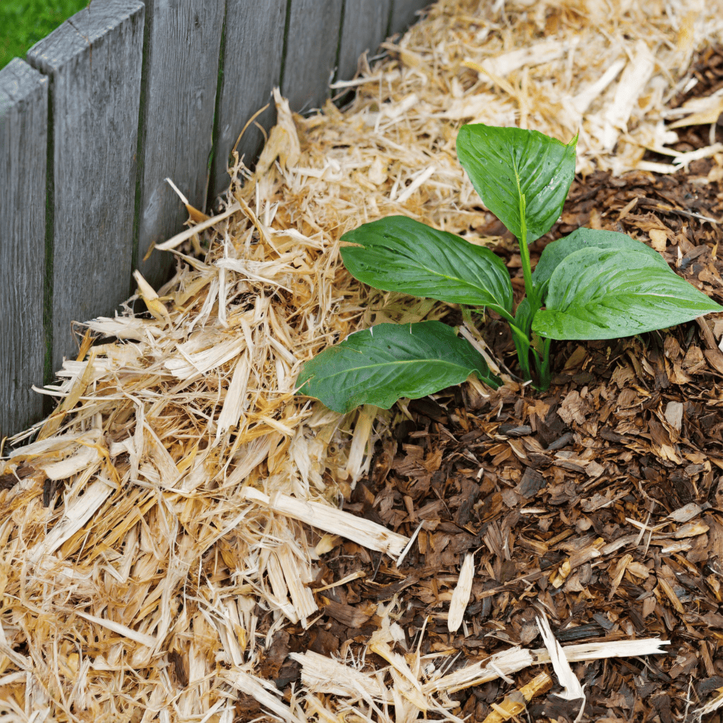 wood chip mulch
