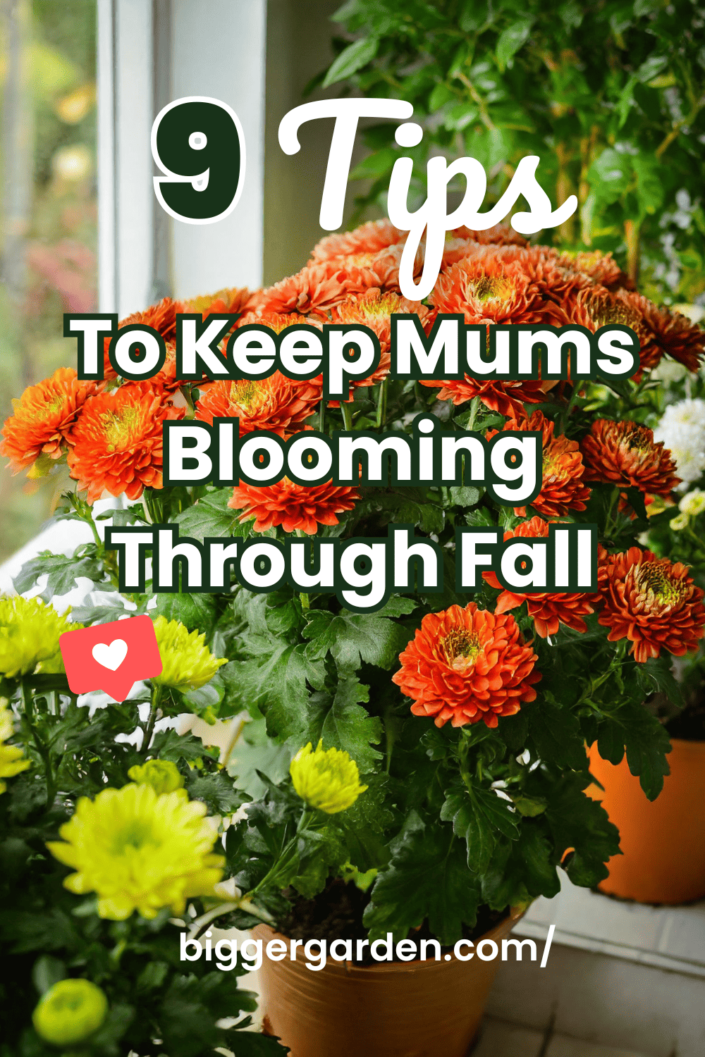 Fall blooming mums