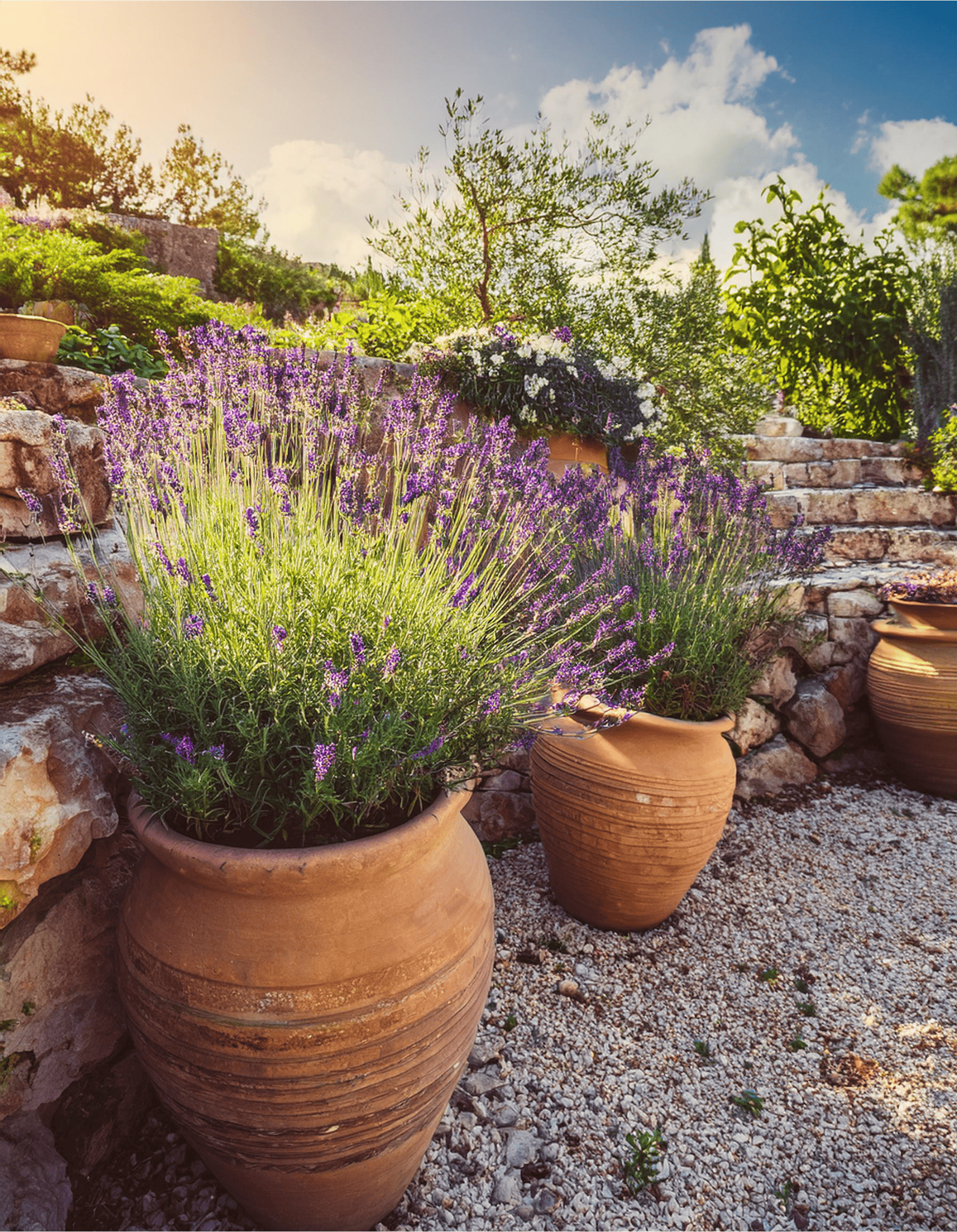 Potted lavender