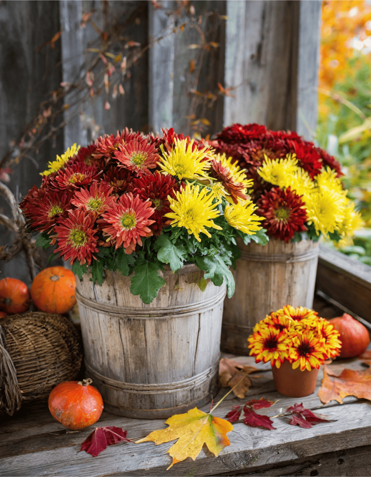 11 Creative Fall Arrangement Ideas to Showcase Mums in Your Garden ...