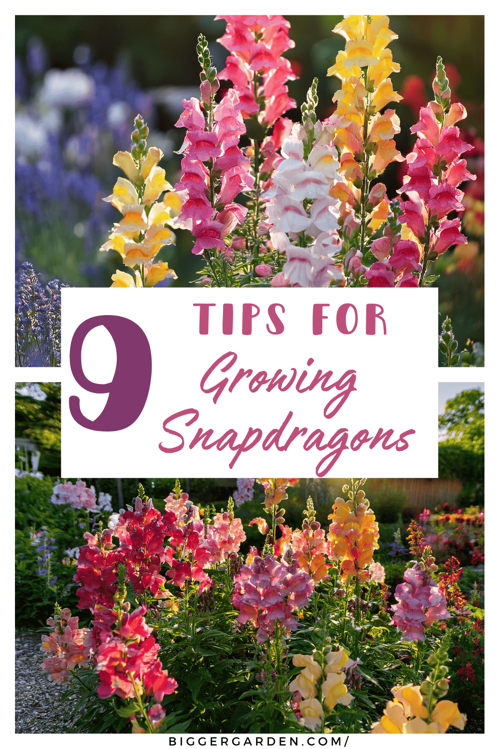Snapdragons growing tips