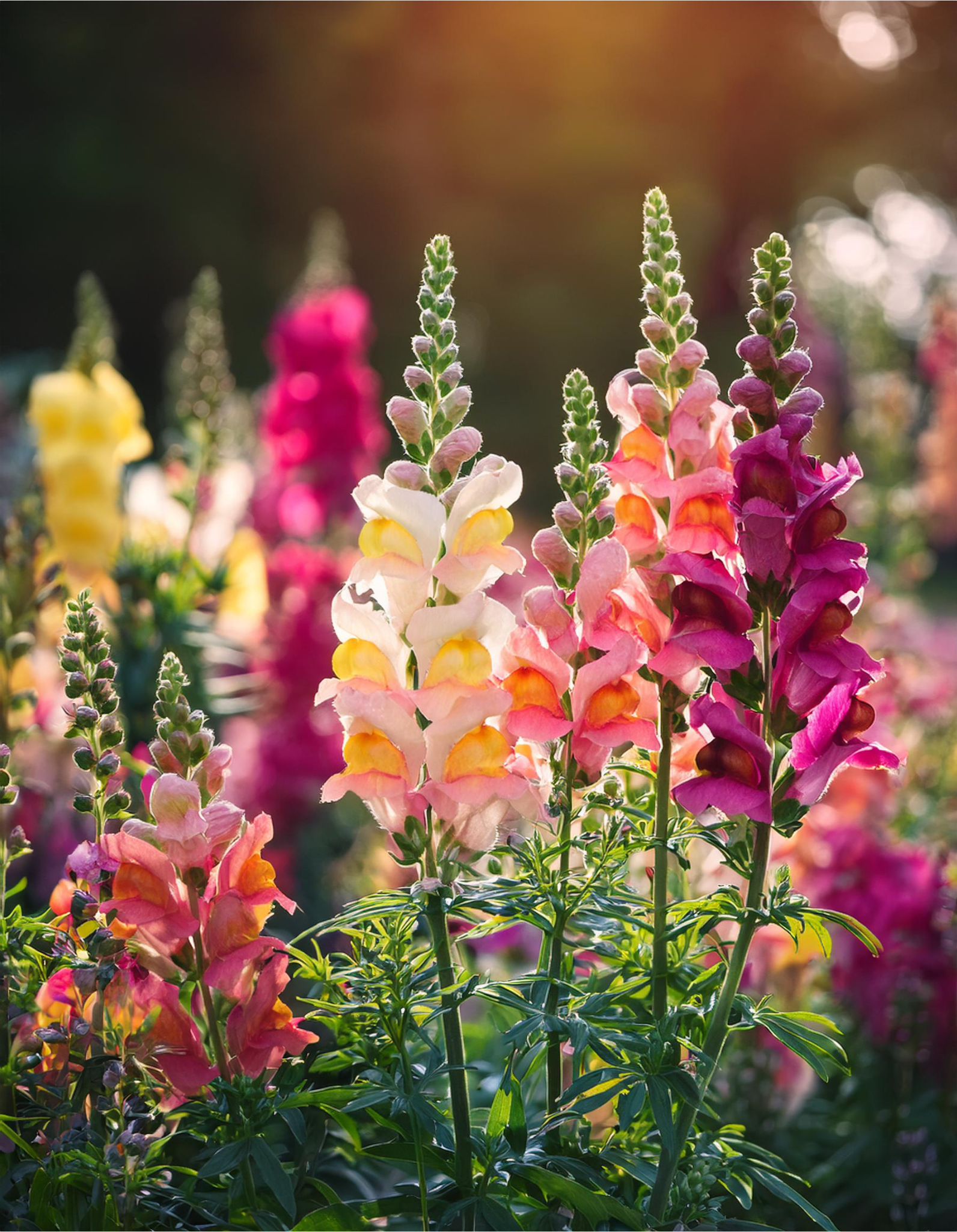 pink antirrhinum majus