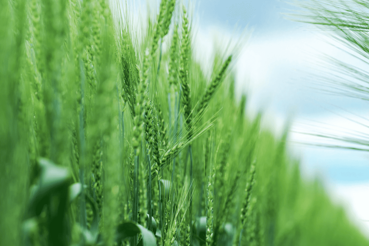 Barley