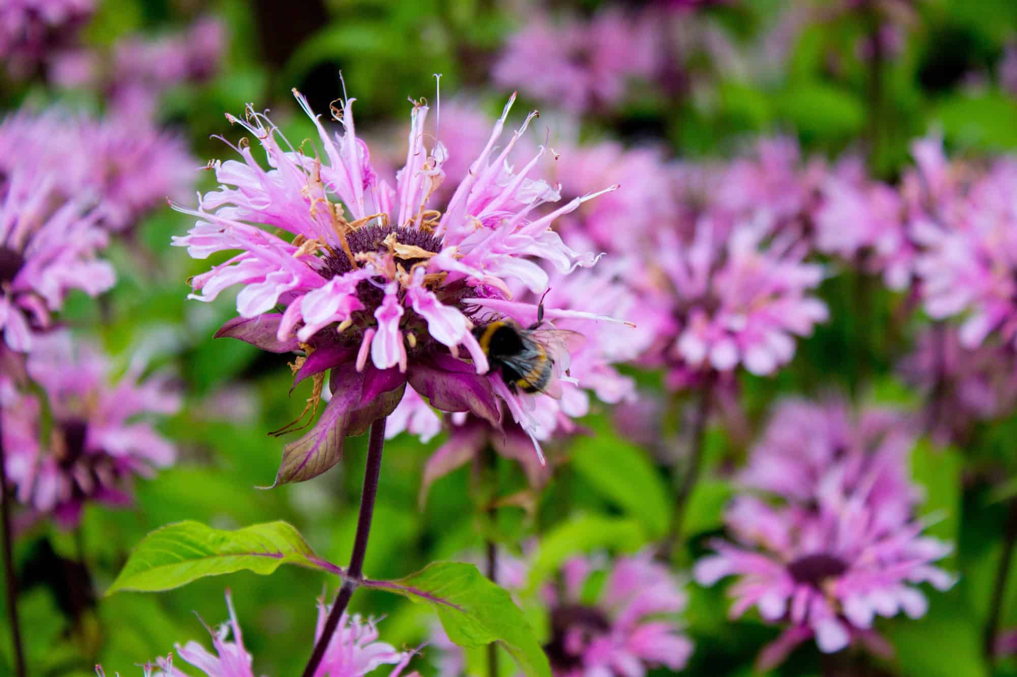 Bee Balm 2