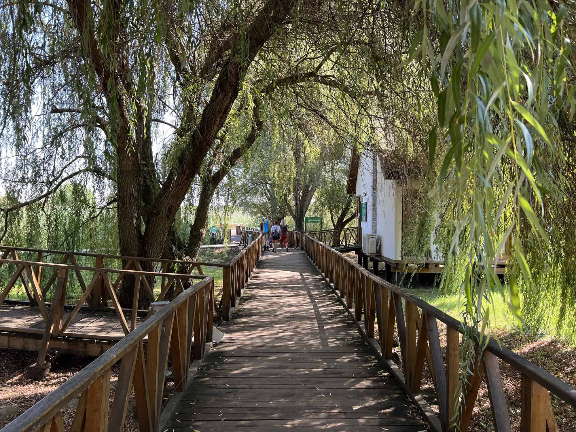 Black Willow