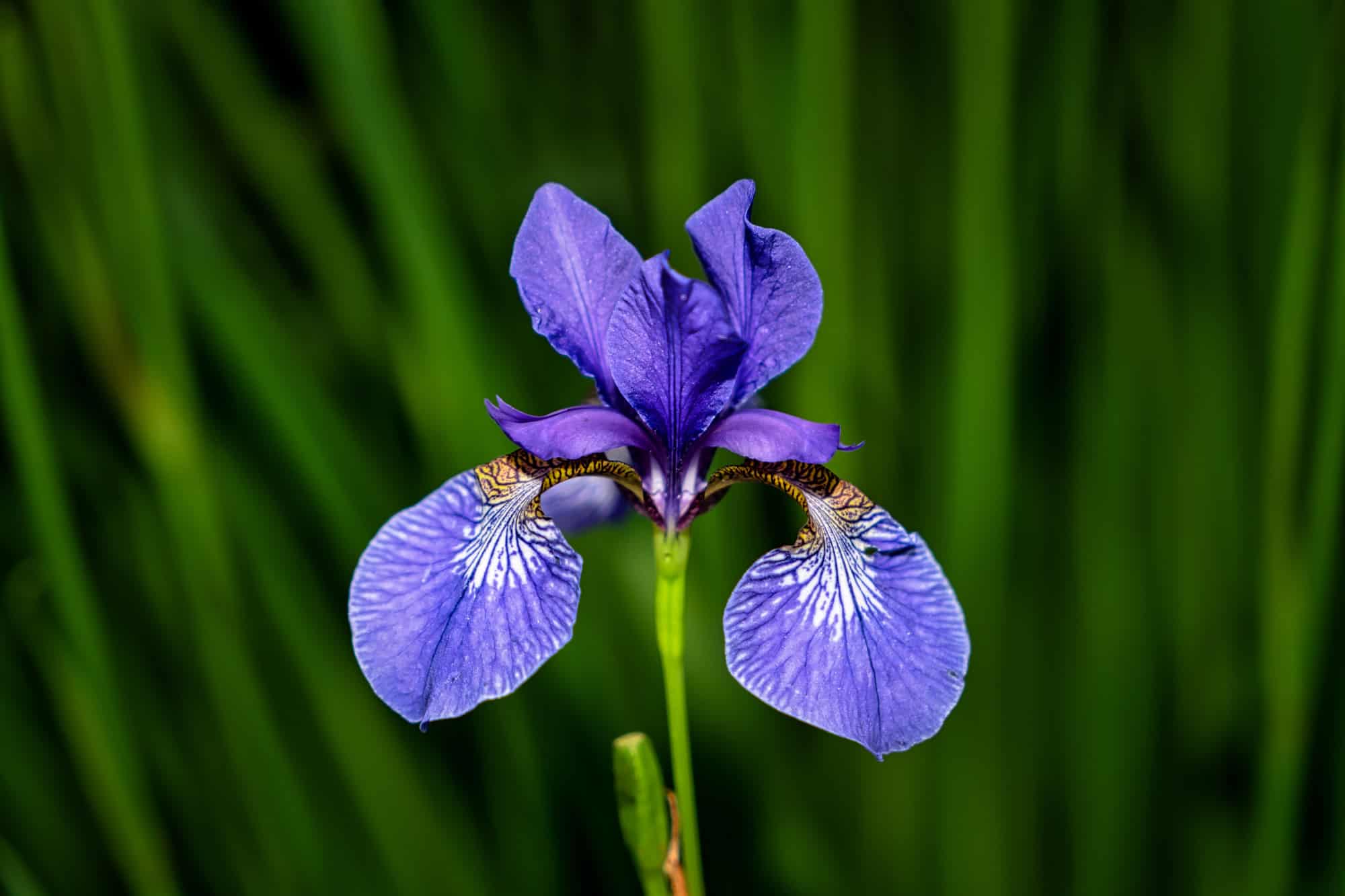 Blue Flag Iris