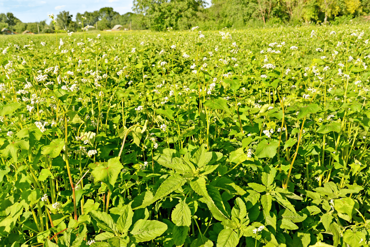 Buckwheat