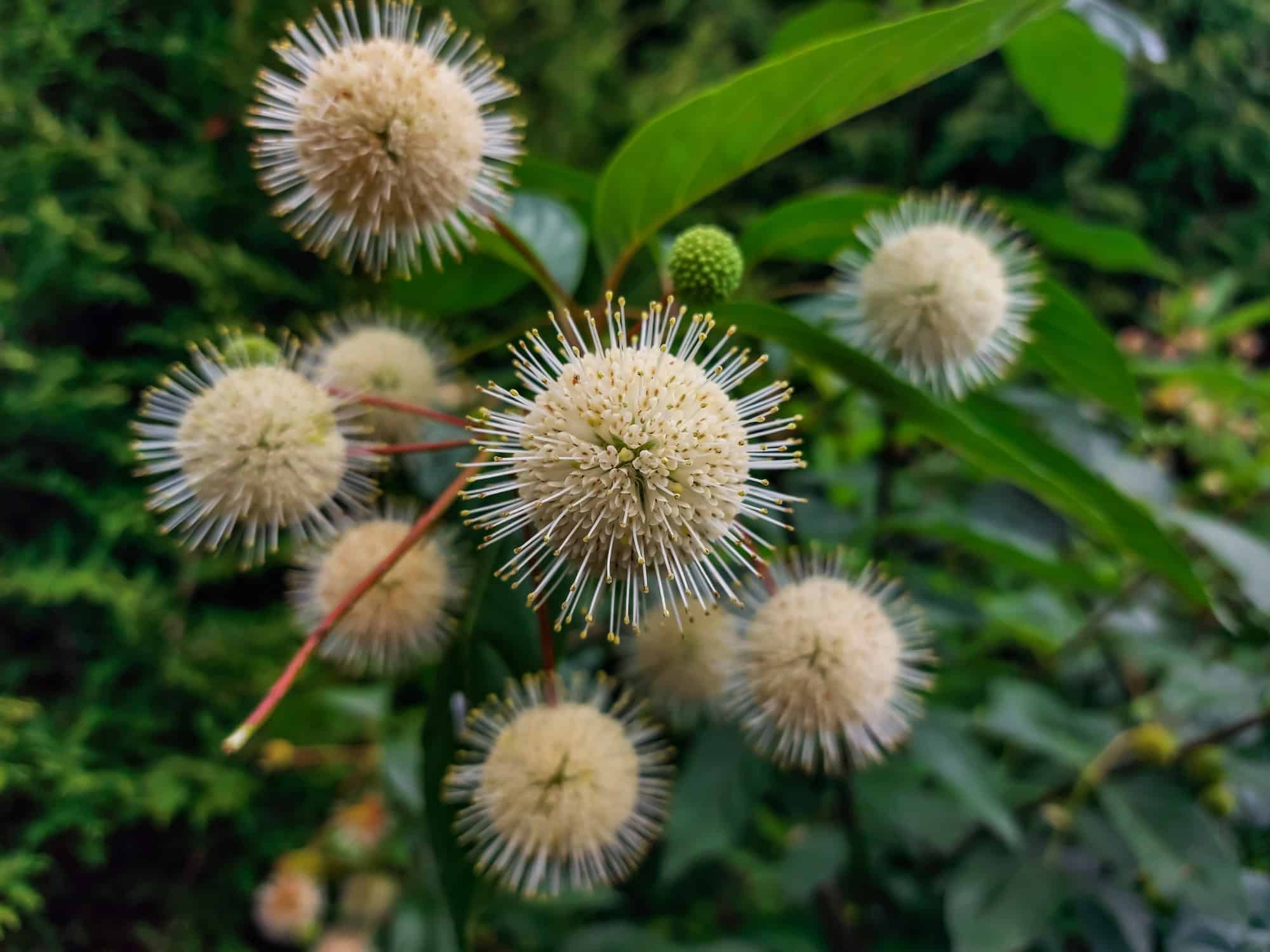 Buttonbush