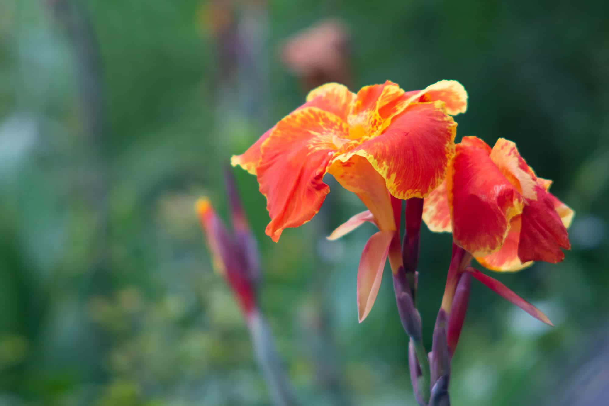 Canna Lily