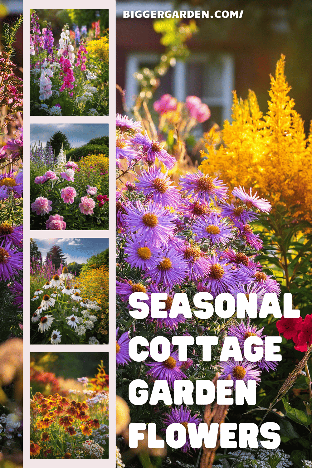 Cottage garden flowers 2