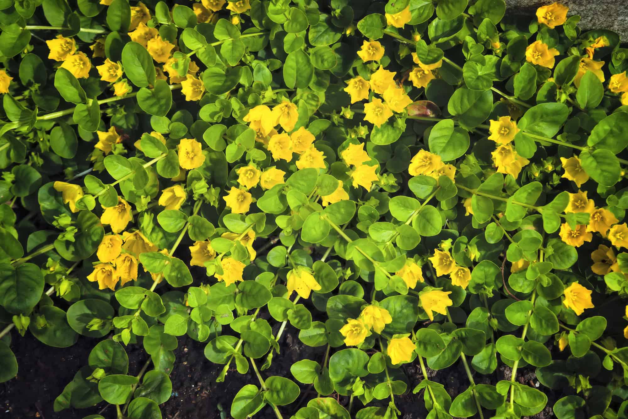 Creeping Jenny 2