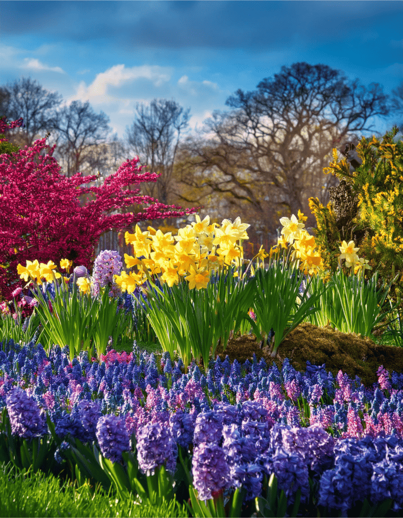 Layered mid spring bulbs