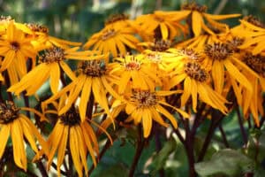 21 Best Plants for Wet Soil: Creative Ideas for Your Waterlogged Garden