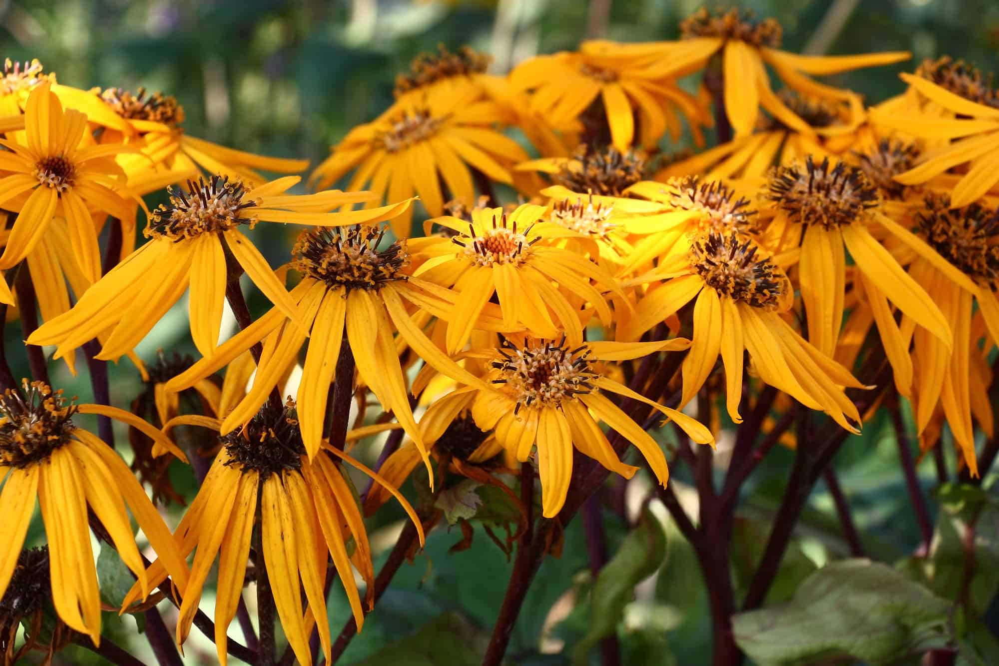 Ligularia