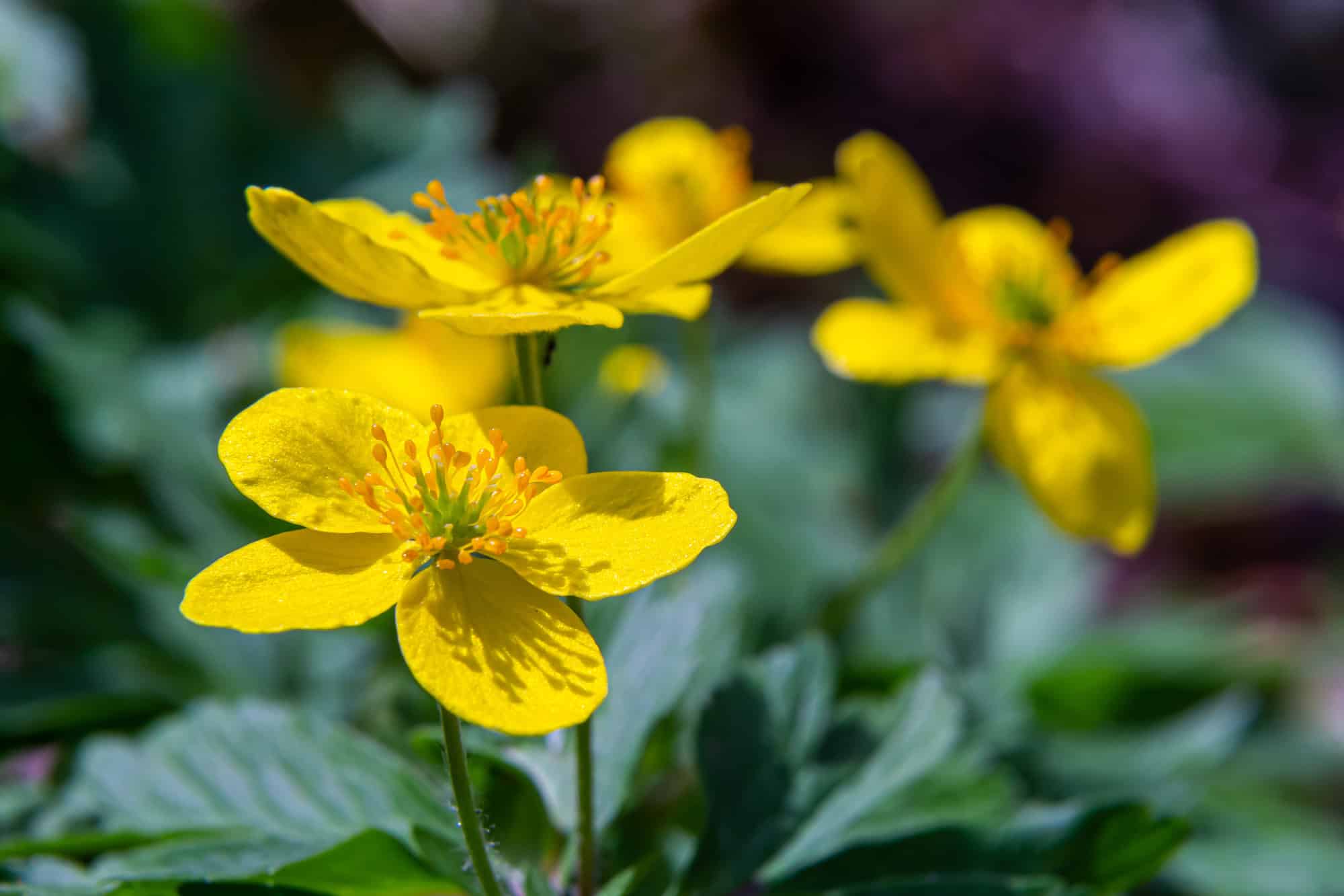 Marsh marigold