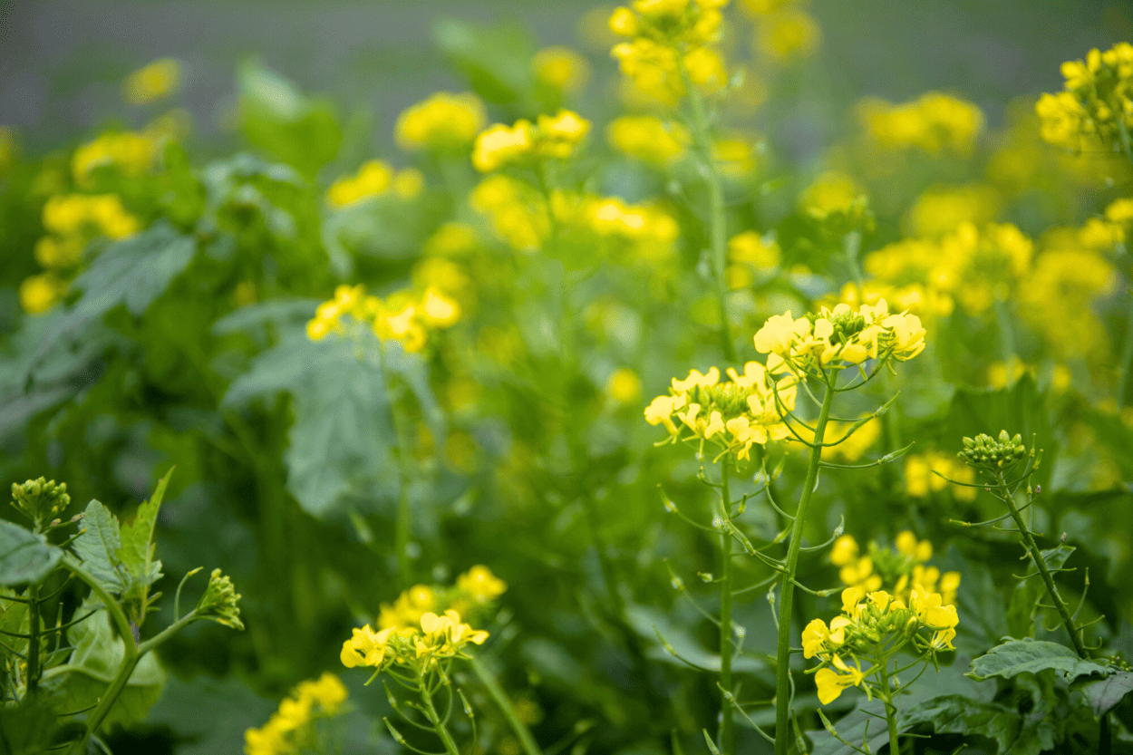 Mustard