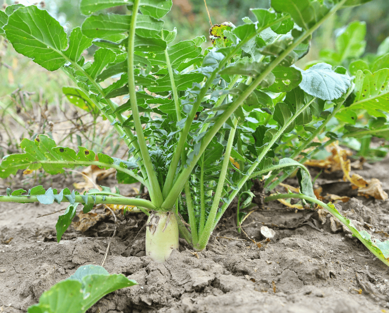 Radish Daikon