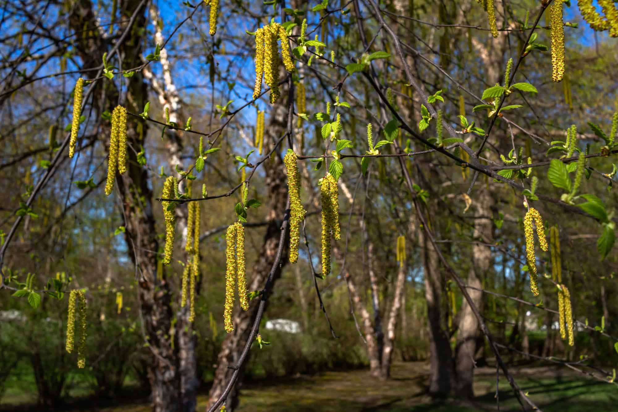 River Birch
