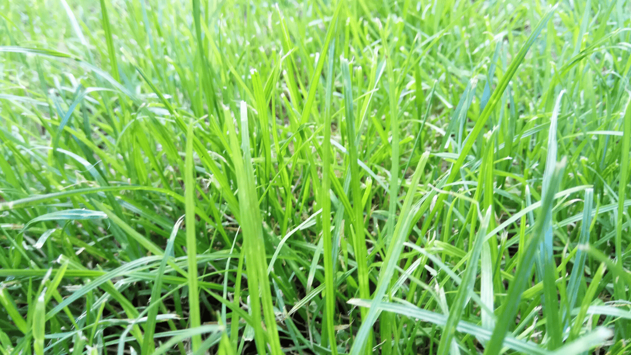 Rye grass