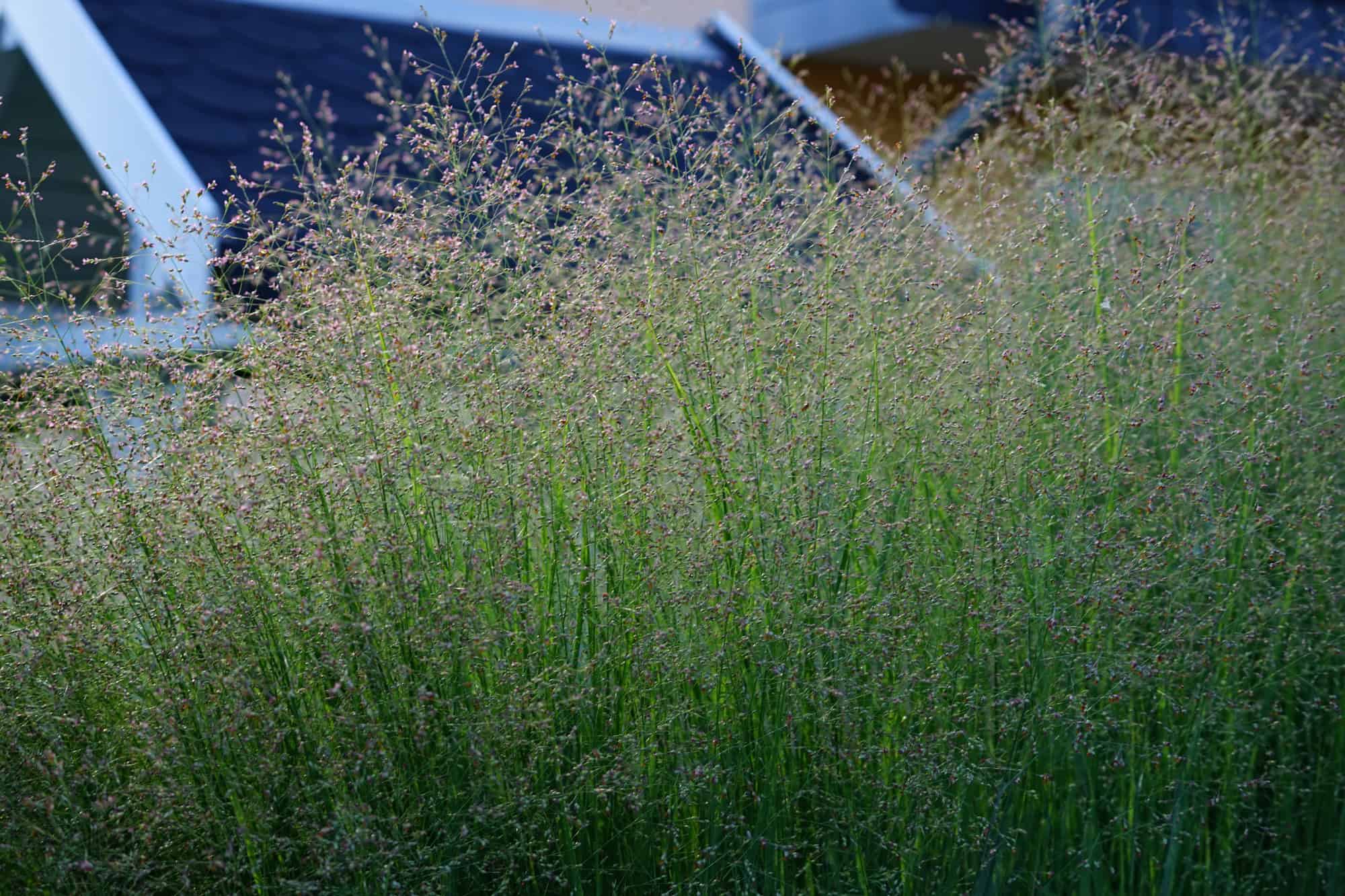 Switchgrass