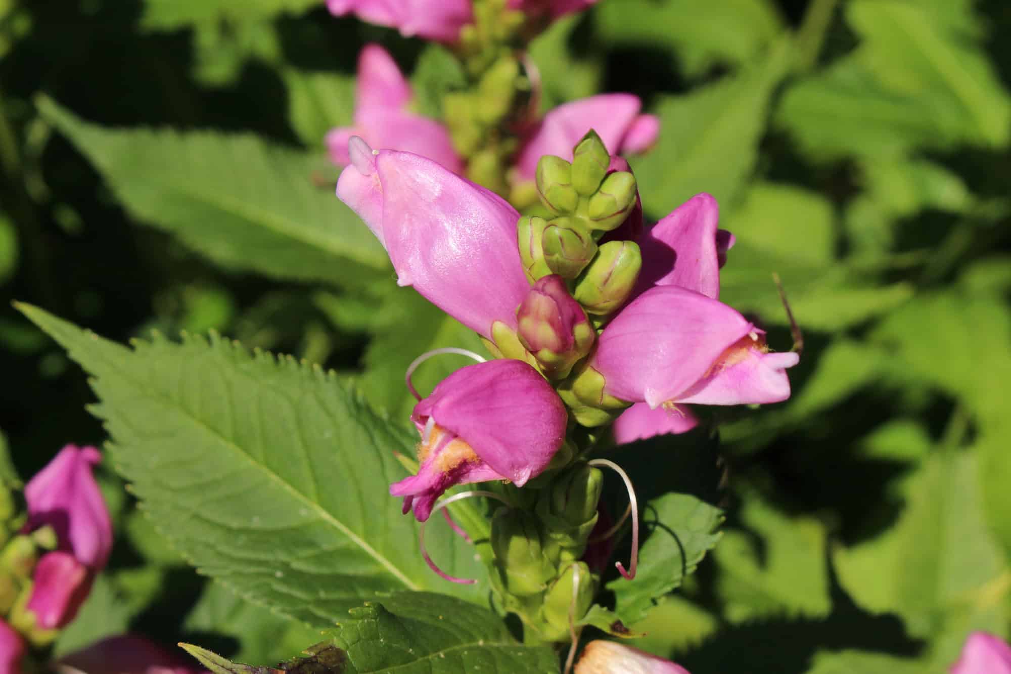 Turtlehead