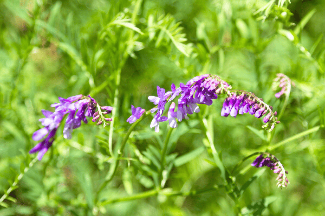 Vetch