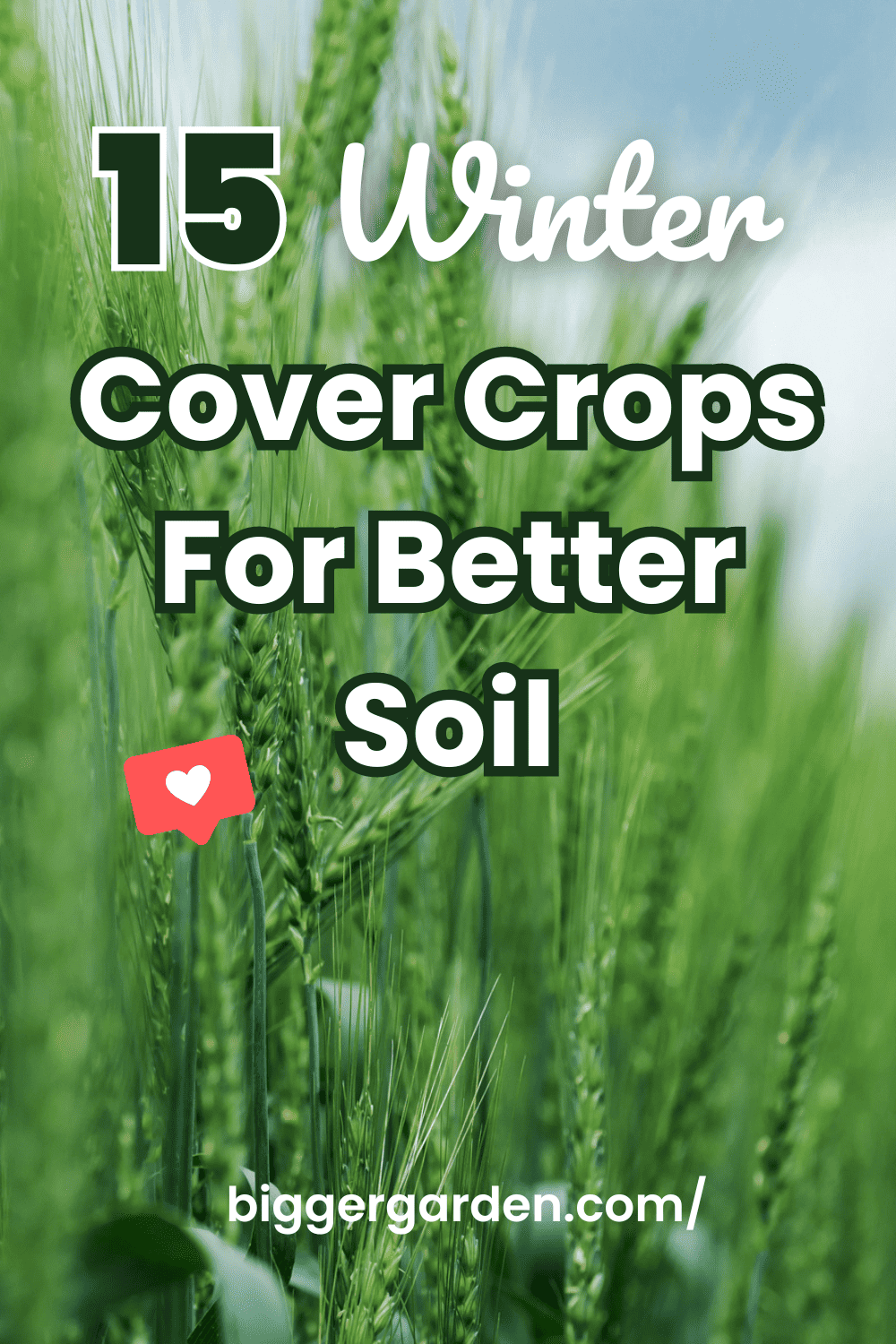 Winter cover crops