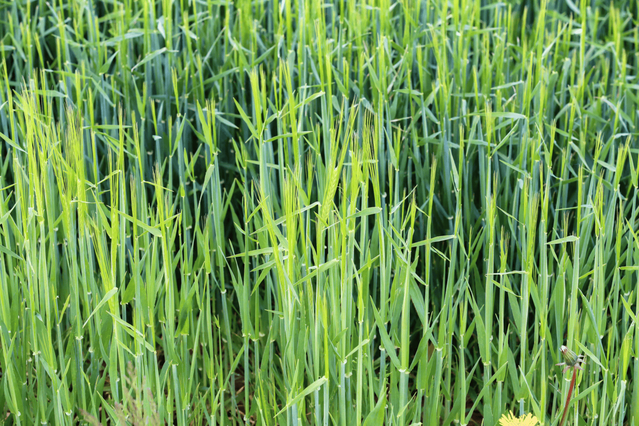 Winter rye