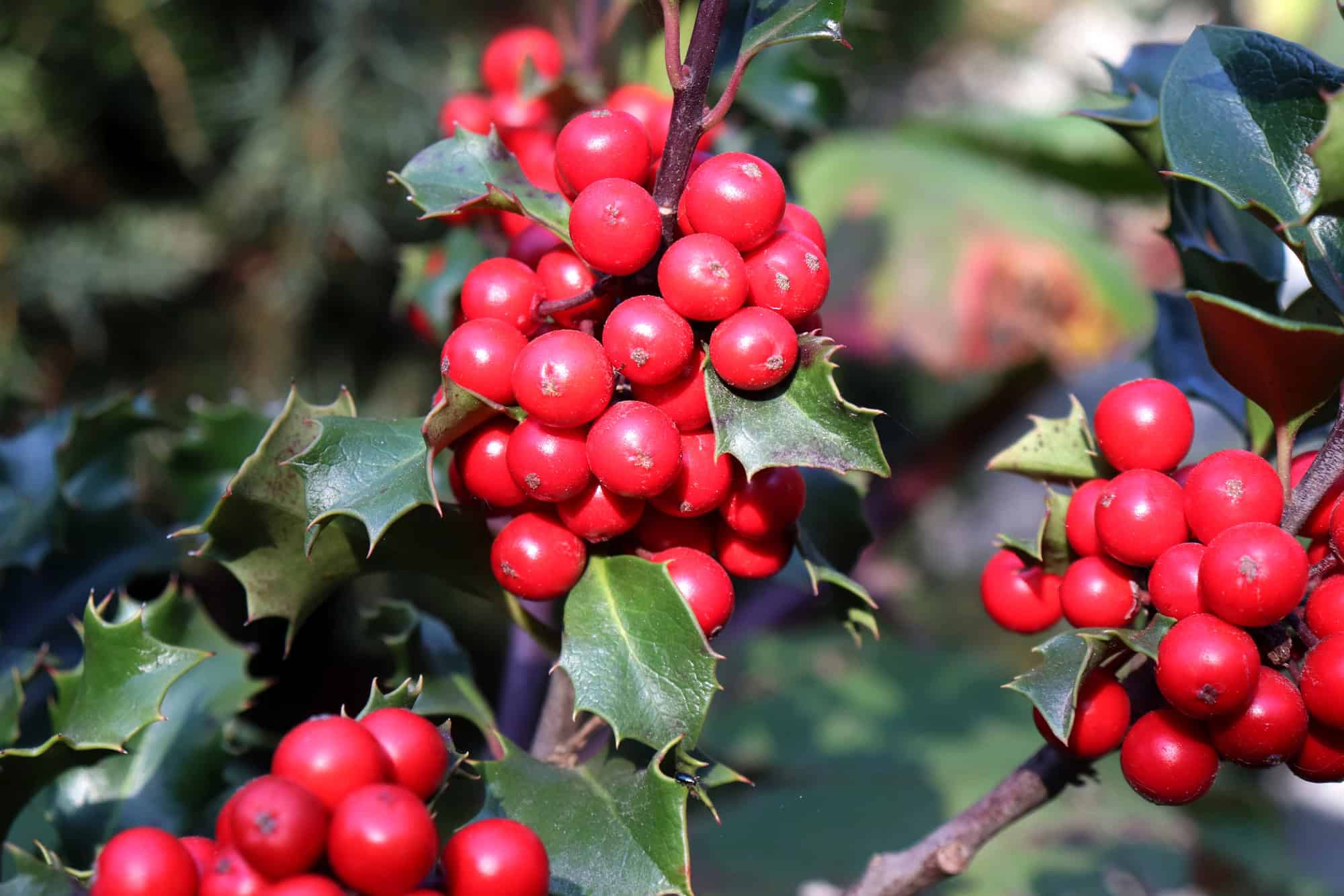 Winterberry Holly
