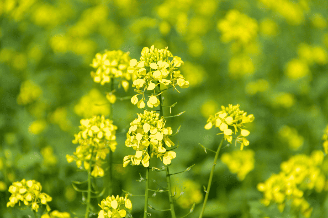 canola