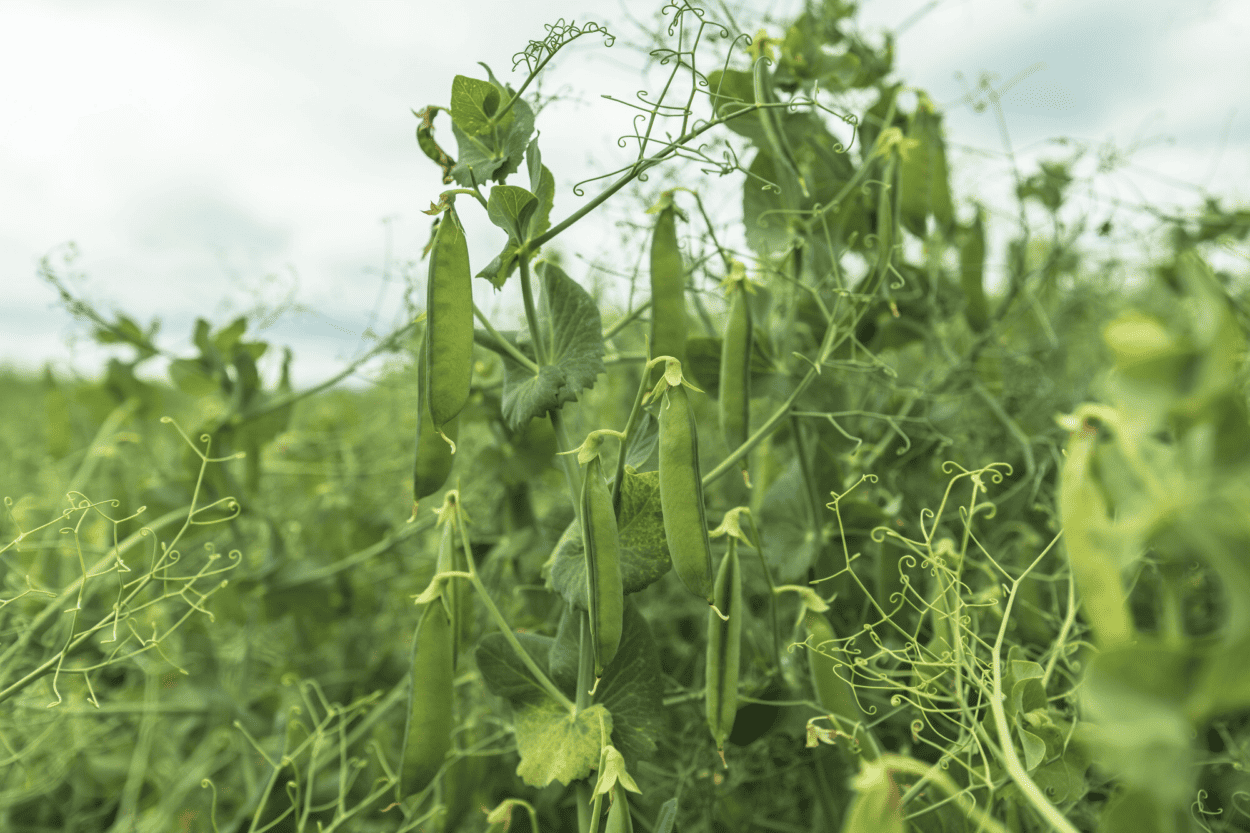 field peas