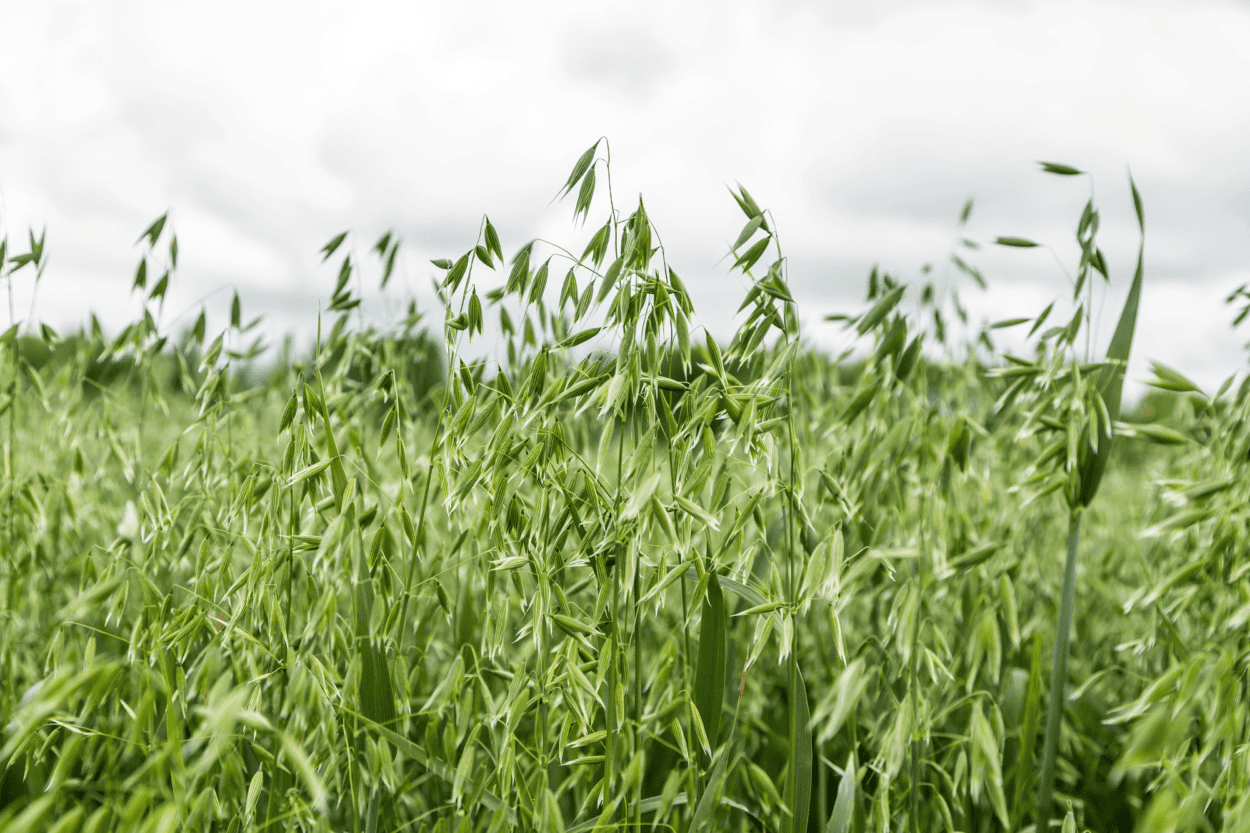 oats