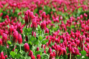 The 15 Best Cover Crops for Improving Soil Health and Reducing Weeds