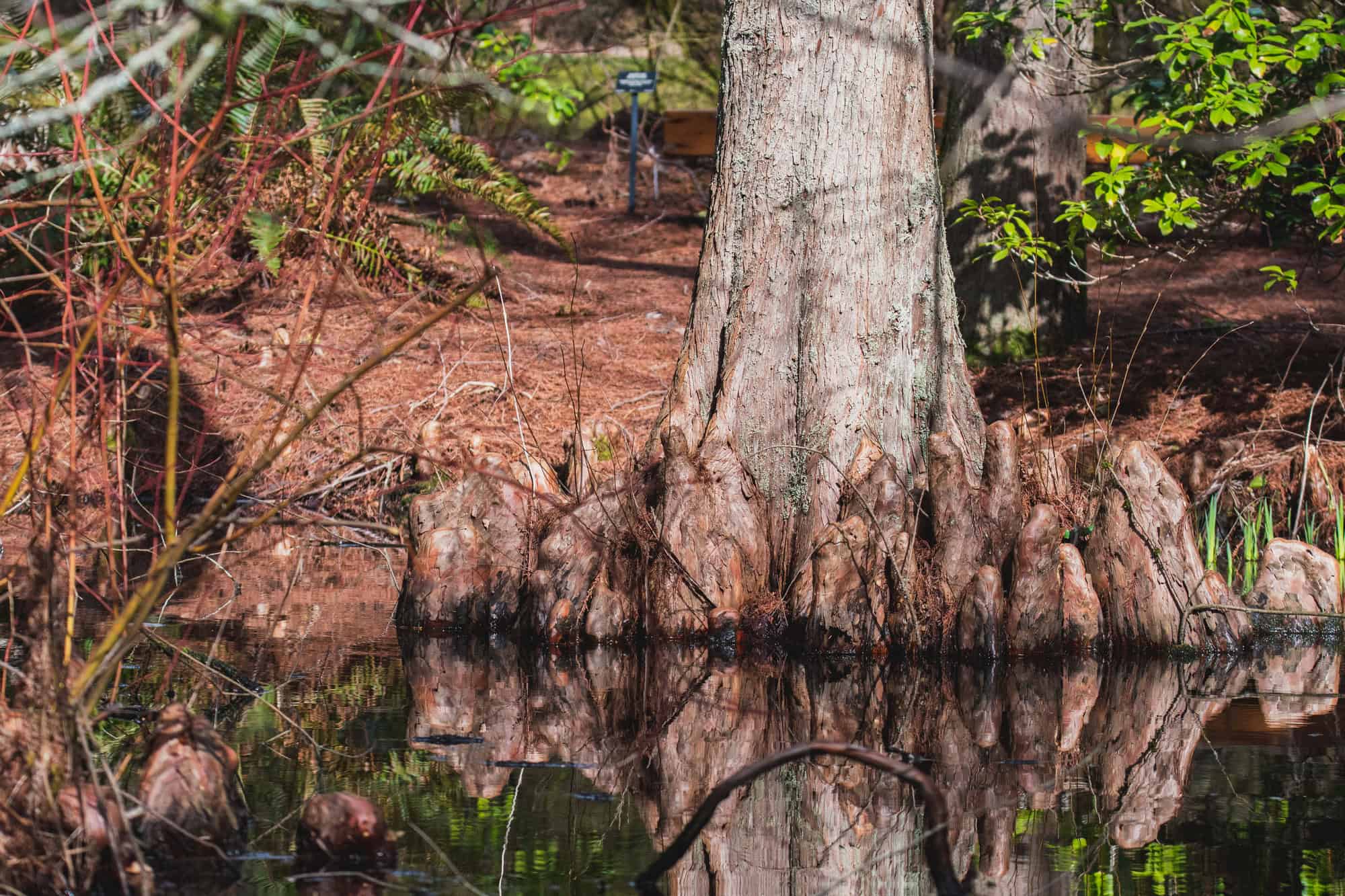 swamp cypress