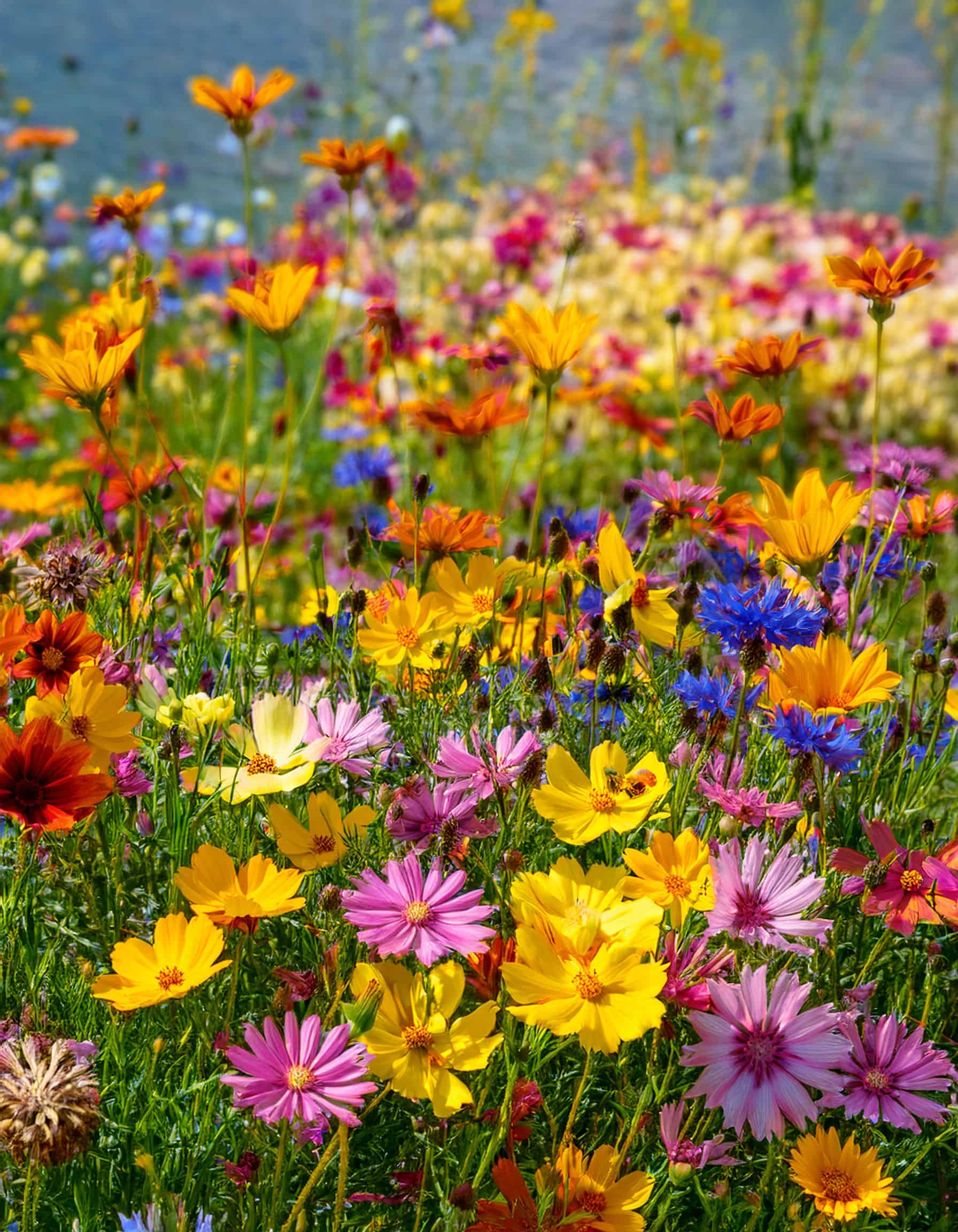 Coreopsis wildflowers in a chaos garden