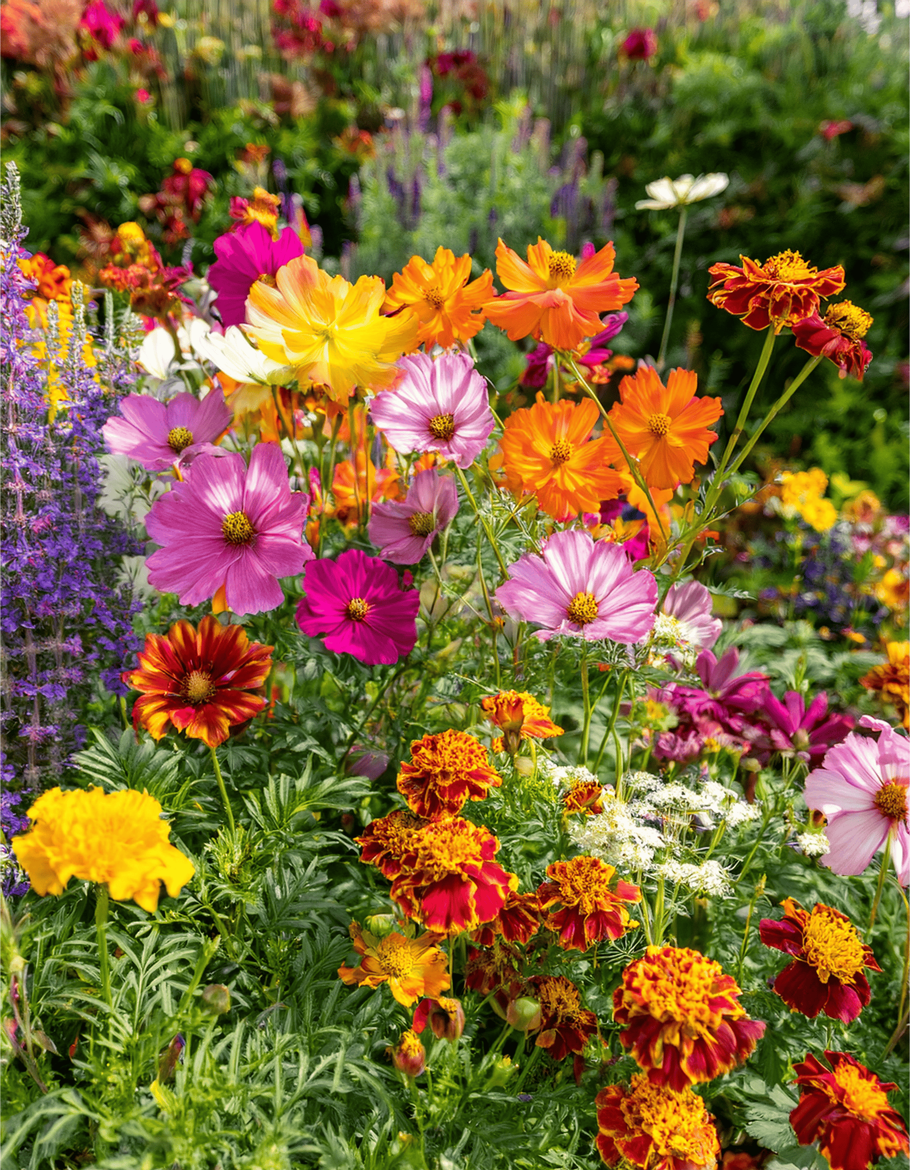 Marigolds and cosmos flowers growing in a wild and untamed garden