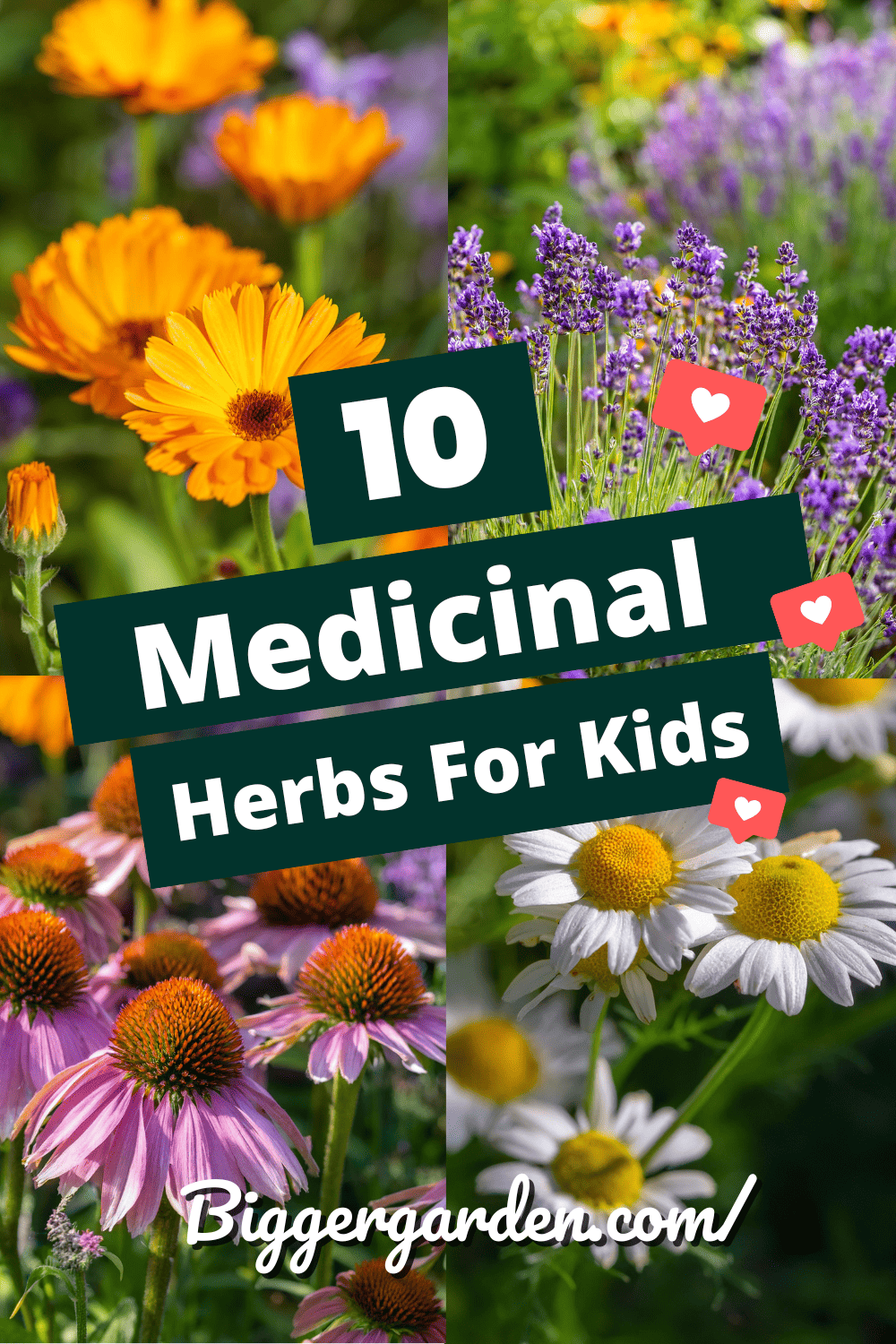 Medicinal herbs for kids