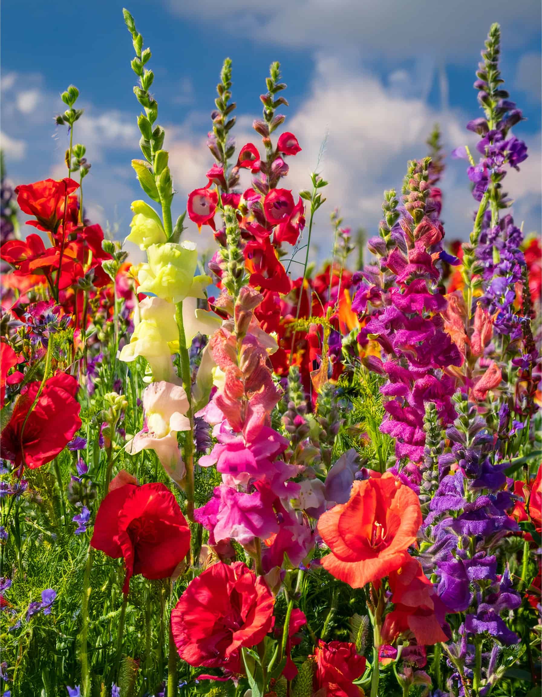 Snapdragon and poppy flowers growing in a wildflower garden close up