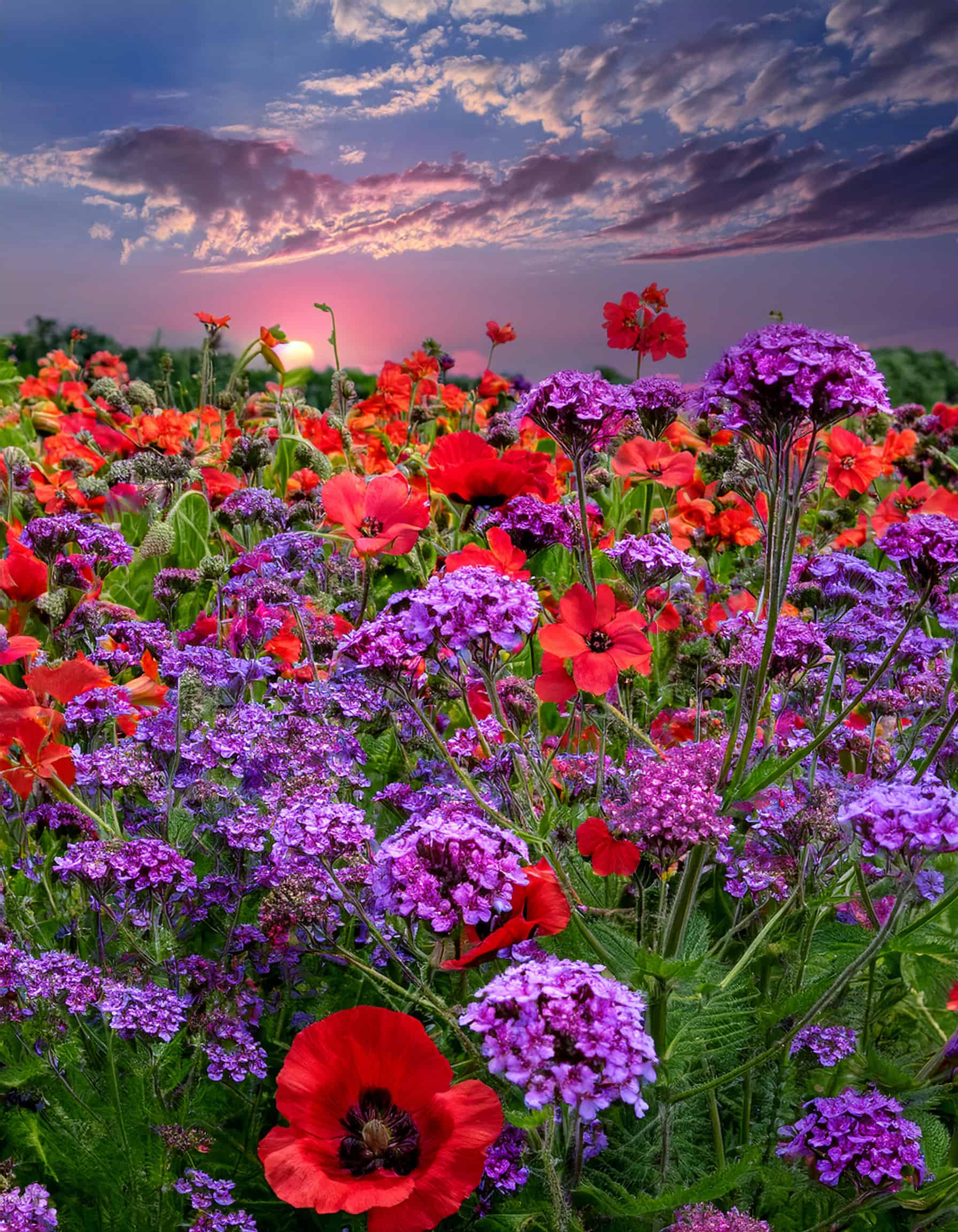 Verbena and poppies
